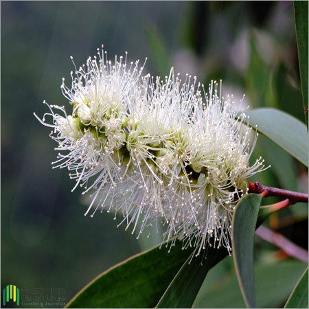 Niaouli Essential Oil