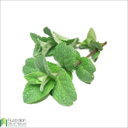 Peppermint Essential Oil