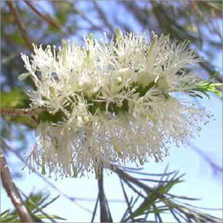 Rosalina Essential Oil