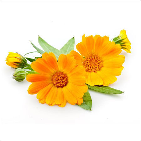 Calendula Essential Oil