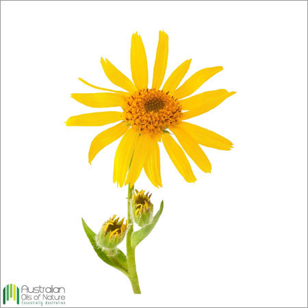 Arnica Infused (Carrier) Oil By AUSTRALIAN OILS OF NATURE