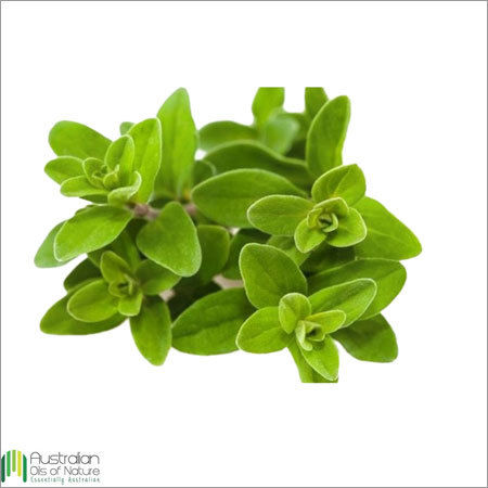 Marjoram Essential Oil