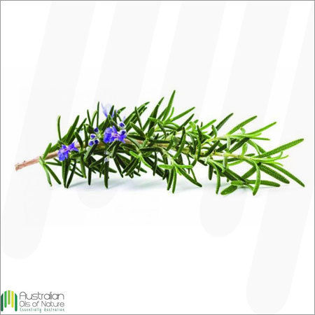 Rosemary Essential Oil