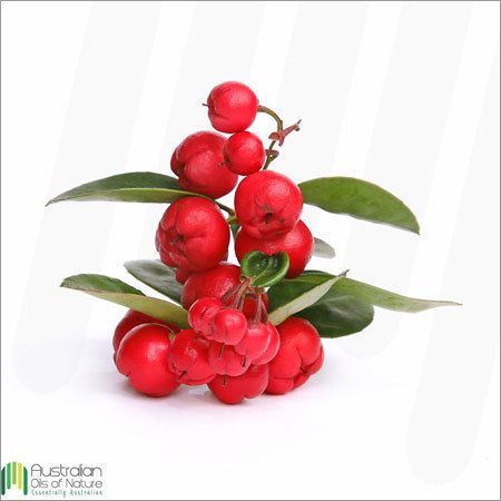 Wintergreen Essential Oil