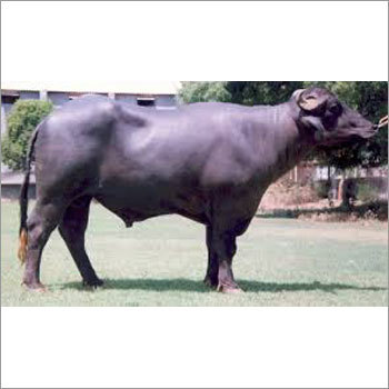 Murrah Bull
