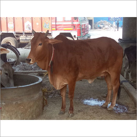 Haryana Sahiwal Cows