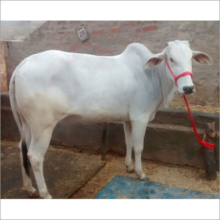 Haryana Hf Cow