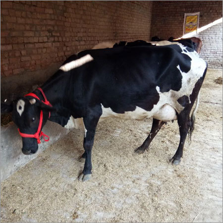 Pure Hf Cow
