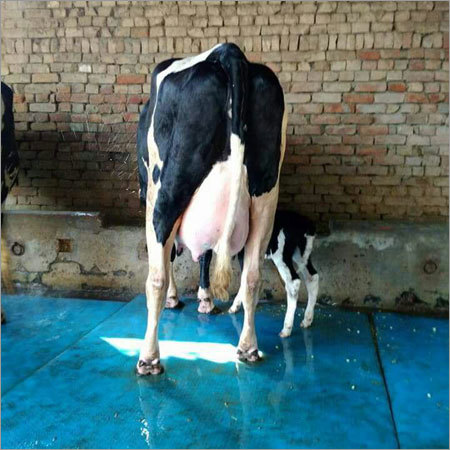 Best HF Cows