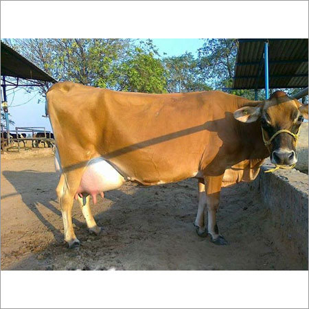 Red Jersey Cow