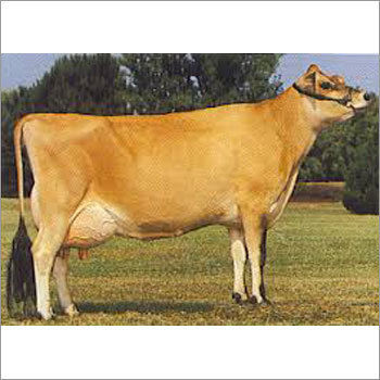 Hf Jersey Cow