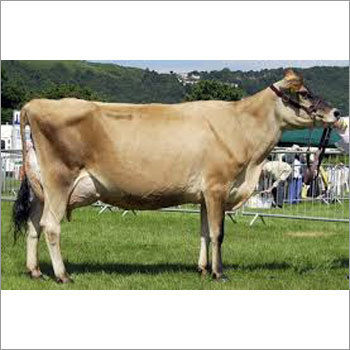 Farm Jersey Cow