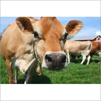 Dairy Jersey Cow