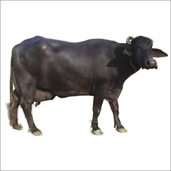 Haryana Buffalo