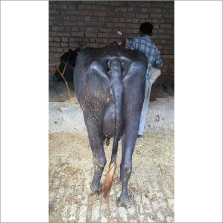 Black Murrah Buffalo