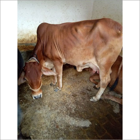 Dairy Sahiwal Cow