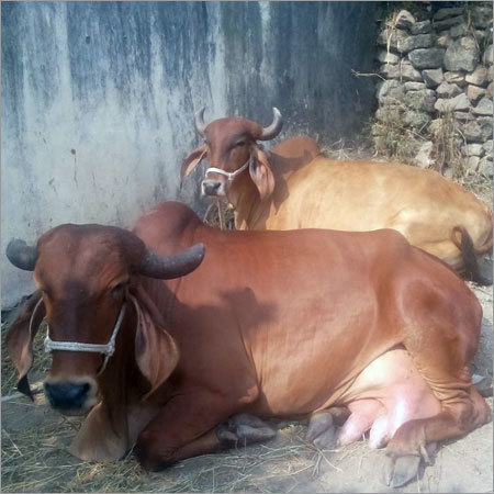 Haryana Sahiwal Cow