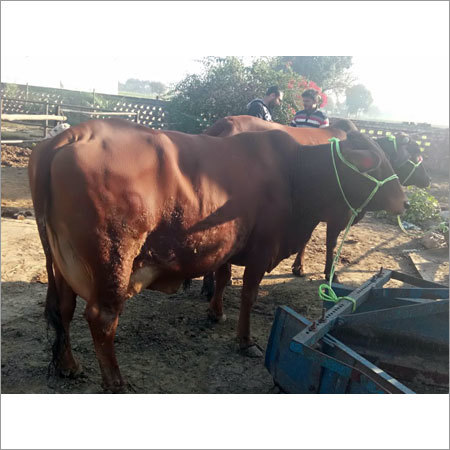 Red Sahiwal Cow