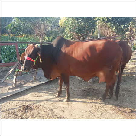 Brown Sahiwal Cow