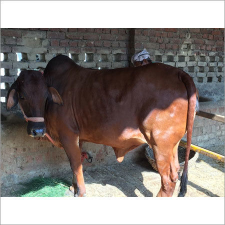 Sahiwal Heifer Cow