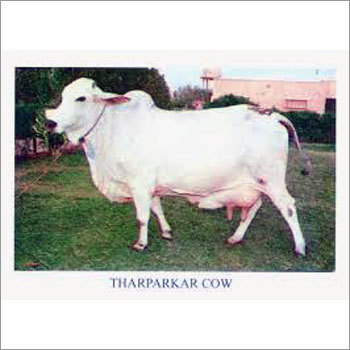 White Tharparkar Cow