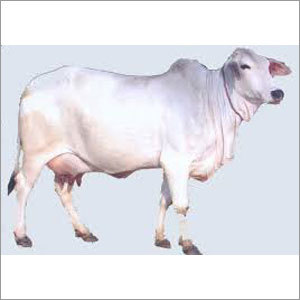 Tharparkar Cow