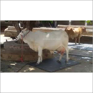 Tharparkar Breed Cow