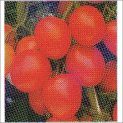 Abhishek - Tomato F-1 Hybrid Seeds