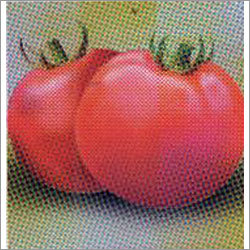 B.N Deshi - Tomato F-1 Hybrid Seeds