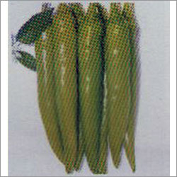 Volga - Chilli F-1 Hybrid Seeds