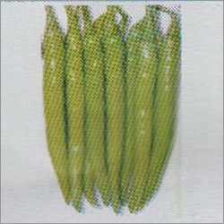 Vima Attraction Green - Chilli F-1 Hybrid Seeds