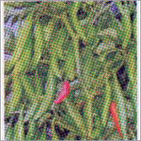 Anal - Chilli F-1 Hybrid Seeds