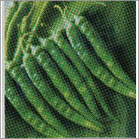 Shakti - Chilli F-1 Hybrid Seeds