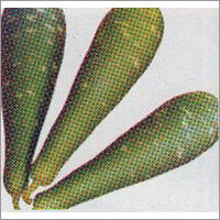 Talak Long - Bottle Gourd F-1 Hybrid Seeds