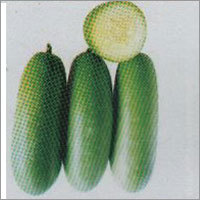 Arati - Wax-Ash Gourd F-1 Hybrid Seeds