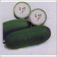 Minati - Wax-Ash Gourd F-1 Hybrid Seeds
