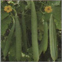 Anmol - Ridge Gourd F-1 Hybrid Seeds