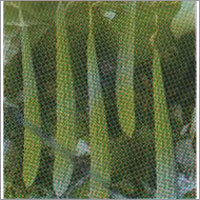 Anupaml - Ridge Gourd F-1 Hybrid Seeds