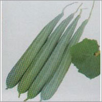 Ruchil - Ridge Gourd F-1 Hybrid Seeds