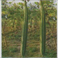 BNR-425l - Ridge Gourd F-1 Hybrid Seeds