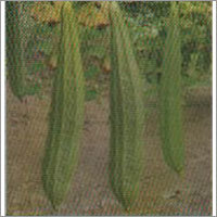 BNR-446l - Ridge Gourd F-1 Hybrid Seeds