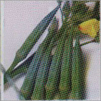 Harit - Okra F-1 Hybrid Seeds
