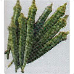 Ajay - Okra F-1 Hybrid Seeds