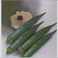 Udayan - Okra F-1 Hybrid Seeds