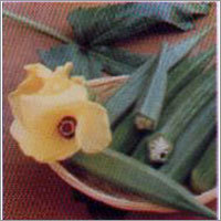 BNV-630 - Okra F-1 Hybrid Seeds