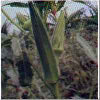 BNV-633 - Okra F-1 Hybrid Seeds