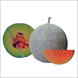 Madhumita- Muskmelon F-1 Hybrid Seeds