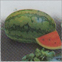 Sudha - Watermelon F-1 Hybrid Seeds