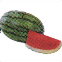 Amrit - Watermelon F-1 Hybrid Seeds