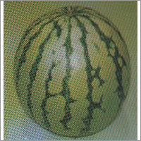 Jamuna - Watermelon F-1 Hybrid Seeds